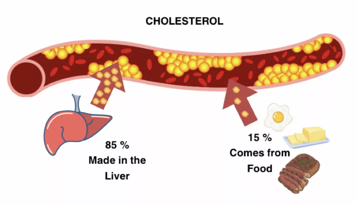 Digram explaining Cholesterol